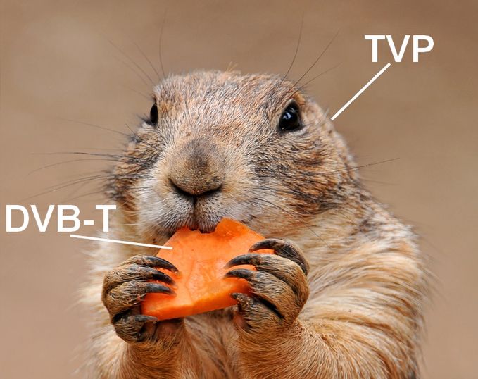 TVP ma apetyt na więcej DVB-T