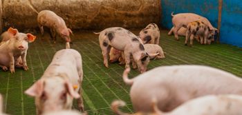 Rusza pomoc dla producentów trzody chlewnej. Sprawdź, kto może dostać refundację