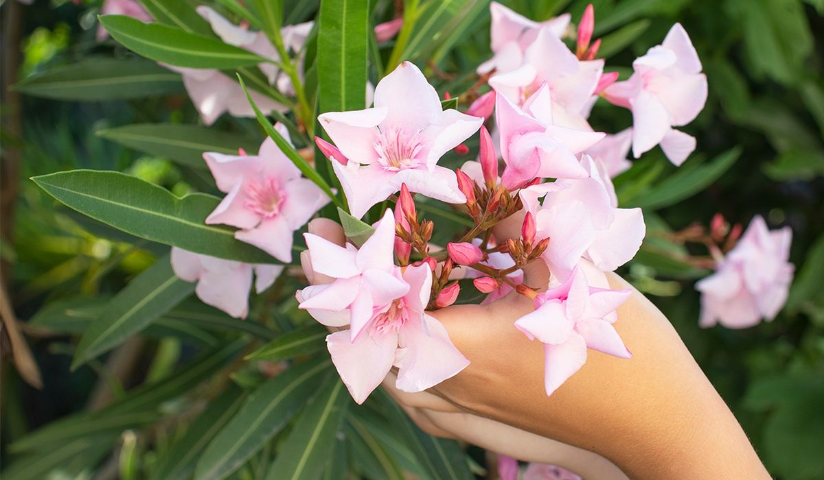 Niebezpieczne dla dzieci i zwierząt. Mogą być w ogrodzie i w domu