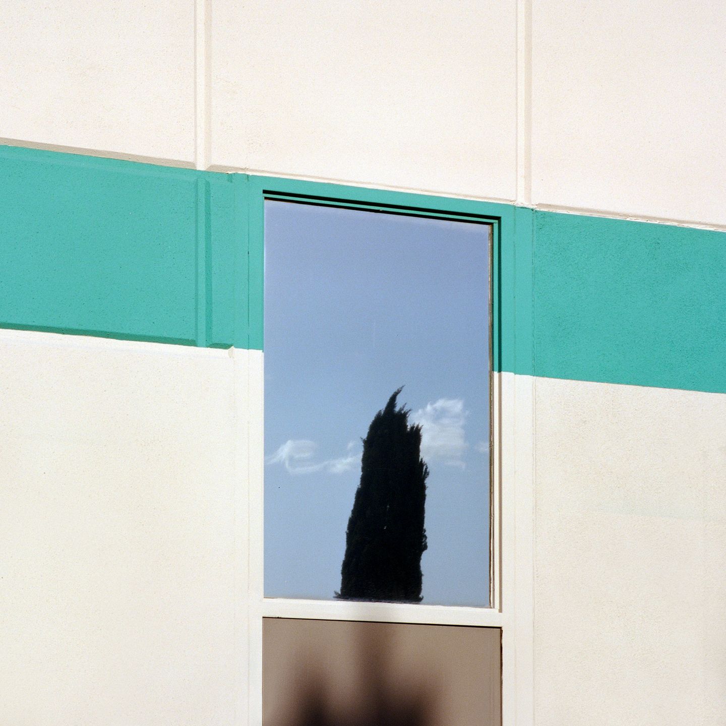 “A Tree Grows In…” to projekt kalifornijskiej fotografki. który przedstawia rośliny w nietypowych miejscach 13