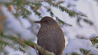Gdzie zniknęły ptaki? Kos z "żółtą kartką" wrócił po dwóch zimach