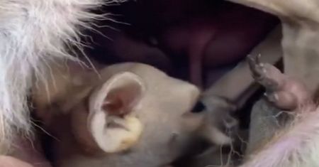 Pokazała, jak wygląda wnętrze torby kangura. Film bije rekordy popularności