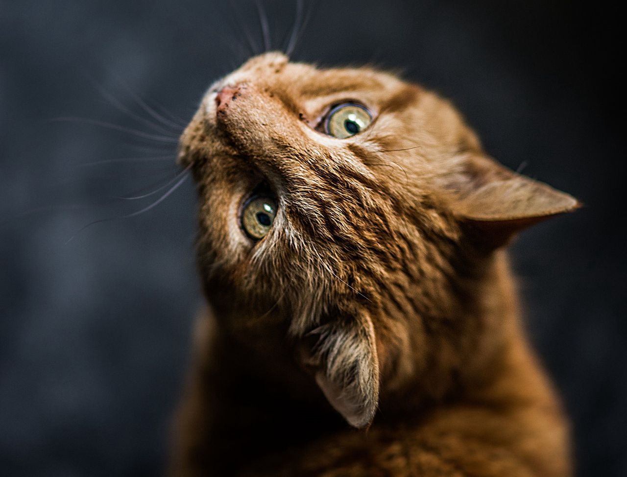 Koty to jeden z ponad 20 gatunków zwierząt, dla których COVID-19 może być śmiertelny