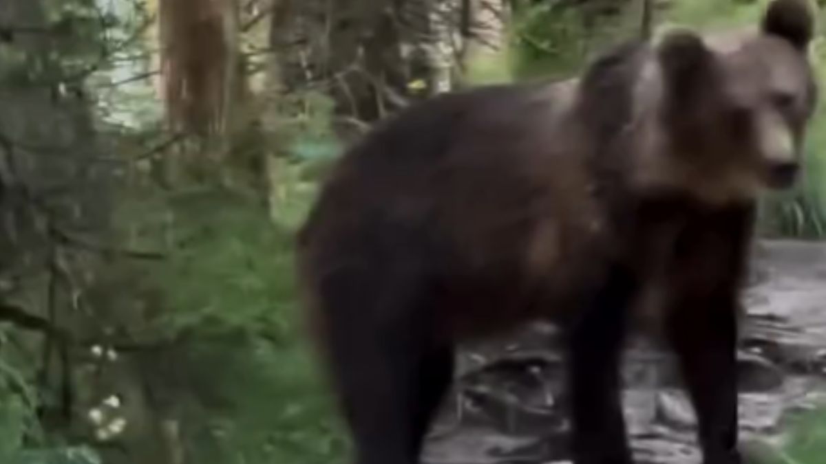 W drodze na Nosal spotkał młodego niedźwiedzia