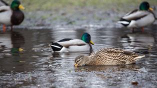 Zimowe dokarmianie miejskich ptaków. Oto garść informacji