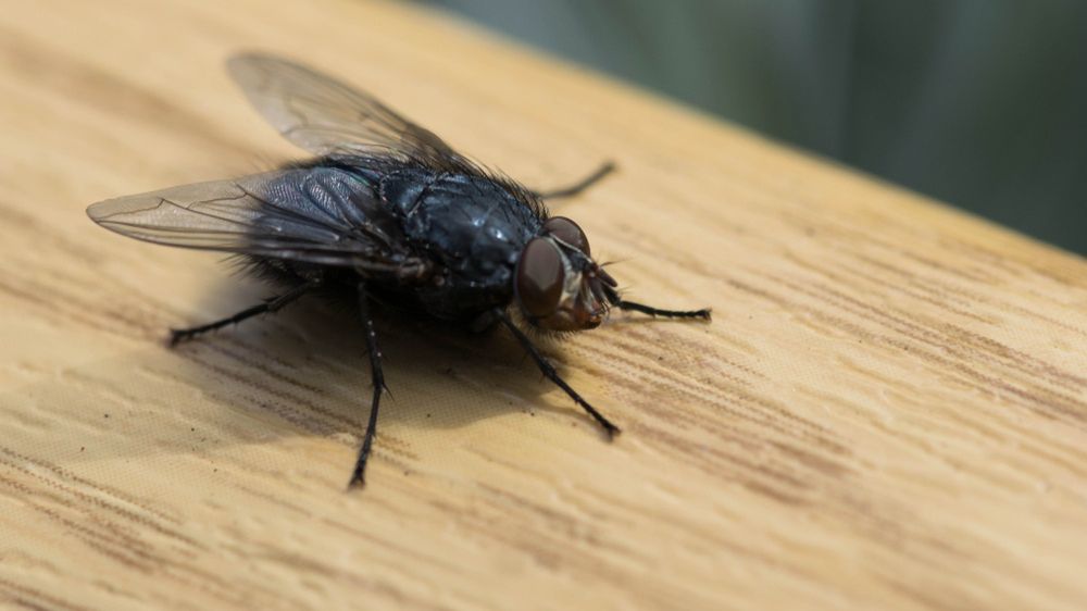 Muchy nie znoszą zapachu olejku waniliowego