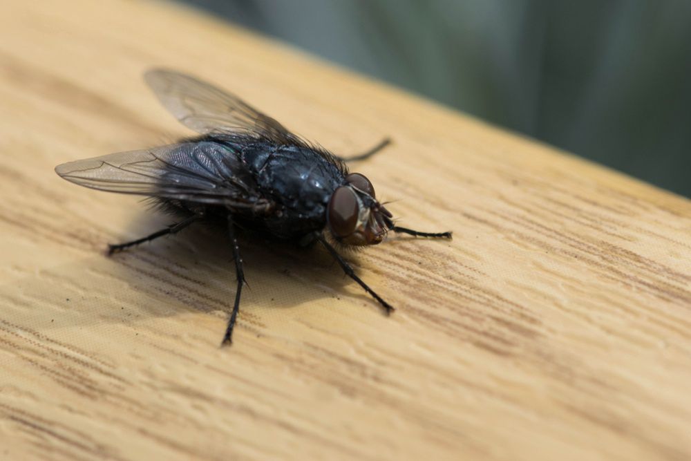 Muchy nie znoszą zapachu olejku waniliowego