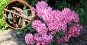 Rododendrony zwinęły liście po zimie? Jeden prosty zabieg rozwiąże problem