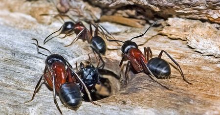 Te mrówki leczą swoje zainfekowane rany. Aplikują antybiotyki