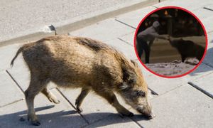 Podszedł do dzika i zrobił to. Nagranie obiegło sieć