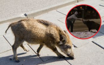 Podszedł do dzika i zrobił to. Nagranie obiegło sieć