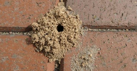 Rozrzuć przy gnieździe. Mrówki znikną co do jednej