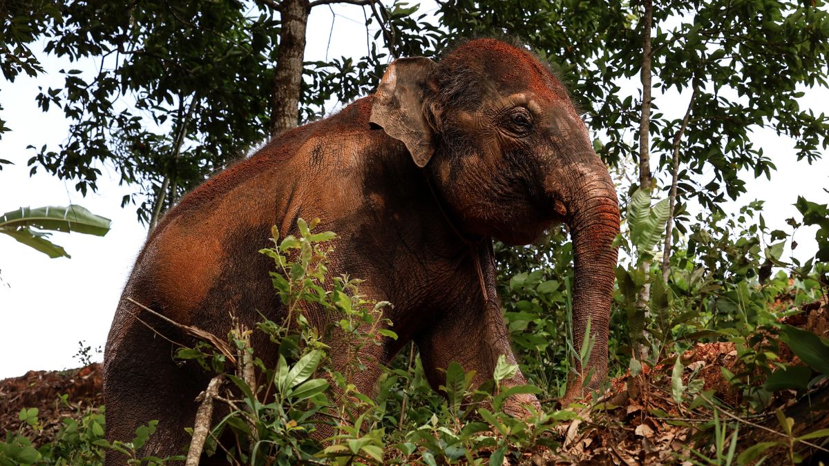 69-letniego mężczyznę zabił dziki słoń.