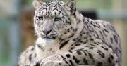 Chorzów: Smutne wieści z ZOO. Pożegnali panterę śnieżną