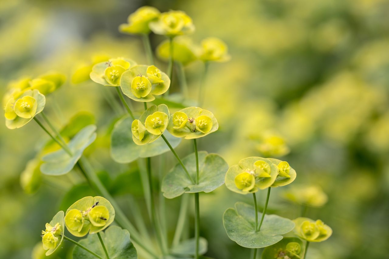 From garden beauty to cancer remedy: exploring the risky power of spurge plants