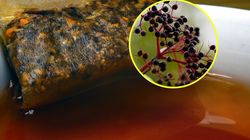 Kora czarnego bzu. Niedoceniane źródło właściwości zdrowotnych