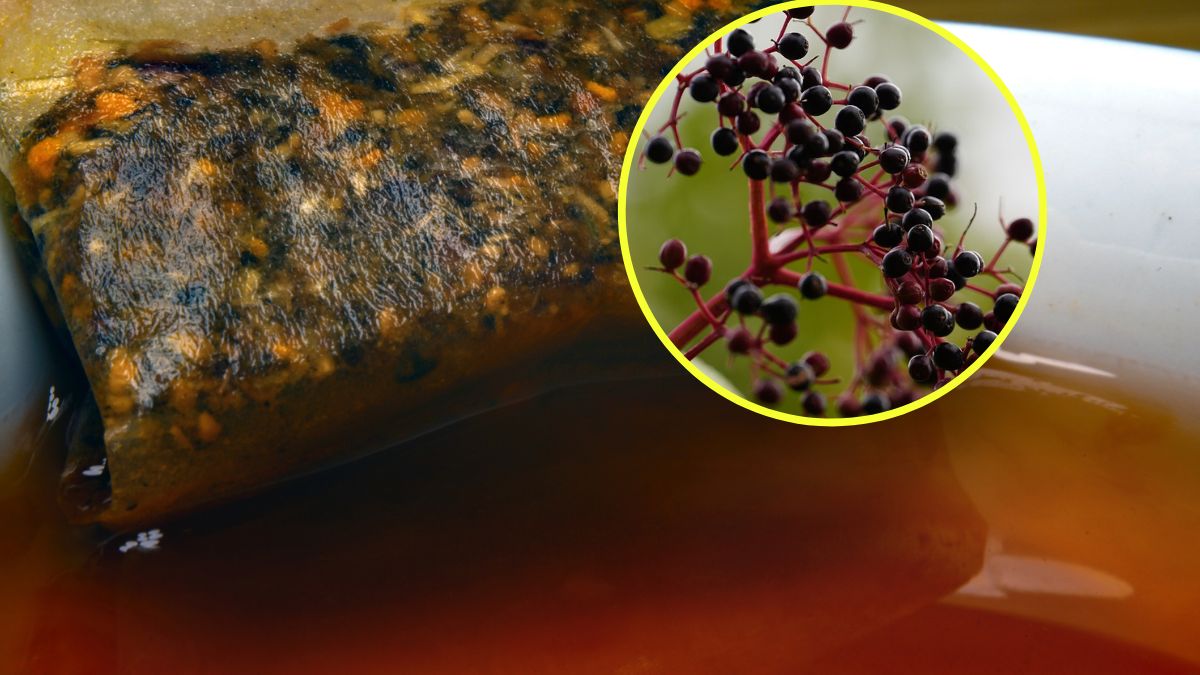 Na co pomaga kora czarnego bzu?