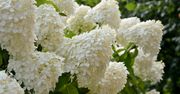 Zakop pod hortensją. Kwiaty będą wielkie jak nigdy