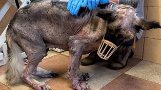 Dolnośląski Inspektorat Ochrony Zwierząt ogłasza zakończenie działalności po prawomocnym wyroku
