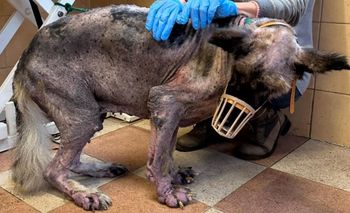 Dolnośląski Inspektorat Ochrony Zwierząt ogłasza zakończenie działalności po prawomocnym wyroku