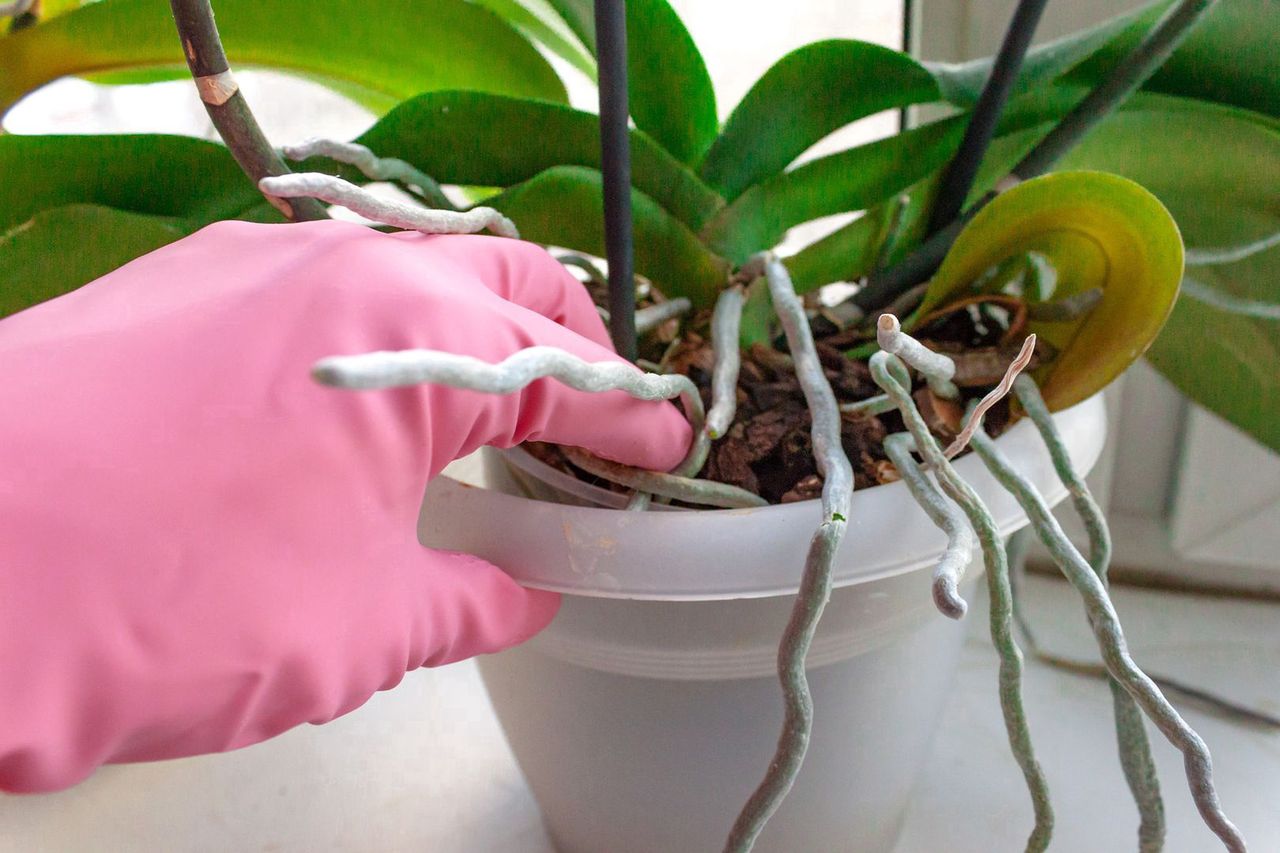 Precision orchid care: The ice cube watering solution