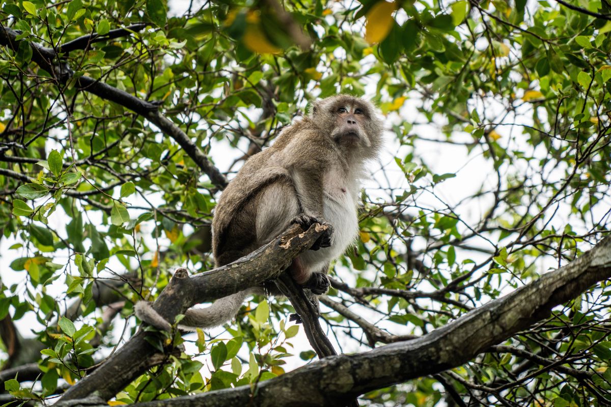 SURAT THANI, THAILAND - 2022/05/29: A Macaque monkey is seen perched on a branch in a mangrove. Due to an outbreak of monkeypox in a number of countries, Thailand's Public Health Minister Anutin Charnvirakul announced on May 27, 2022, that the Thai Government is seeking to secure a supply of the smallpox vaccine as the risk of transmission increases while tourism returns to Thailand. The country has not yet recorded any cases of monkeypox. (Photo by Matt Hunt/SOPA Images/LightRocket via Getty Images)