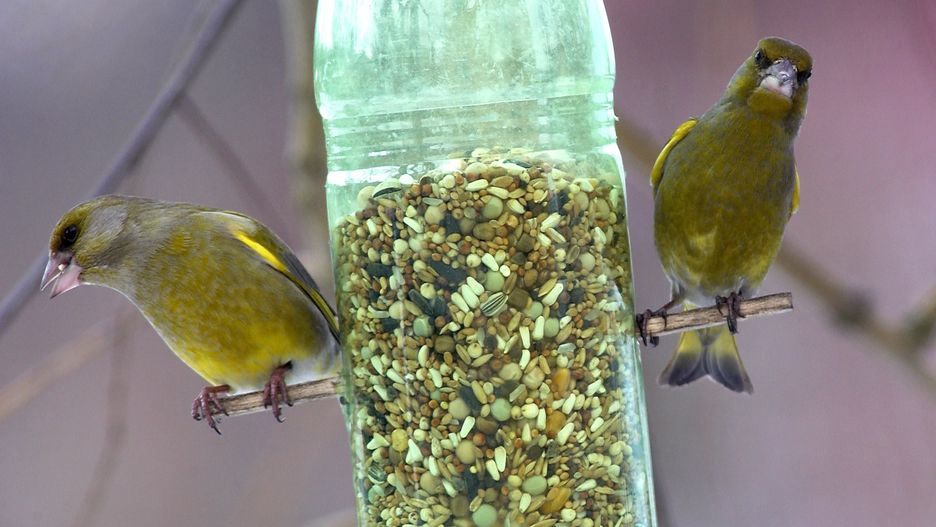 Ukradł kanarka. Grozi mu 10 lat więzienia