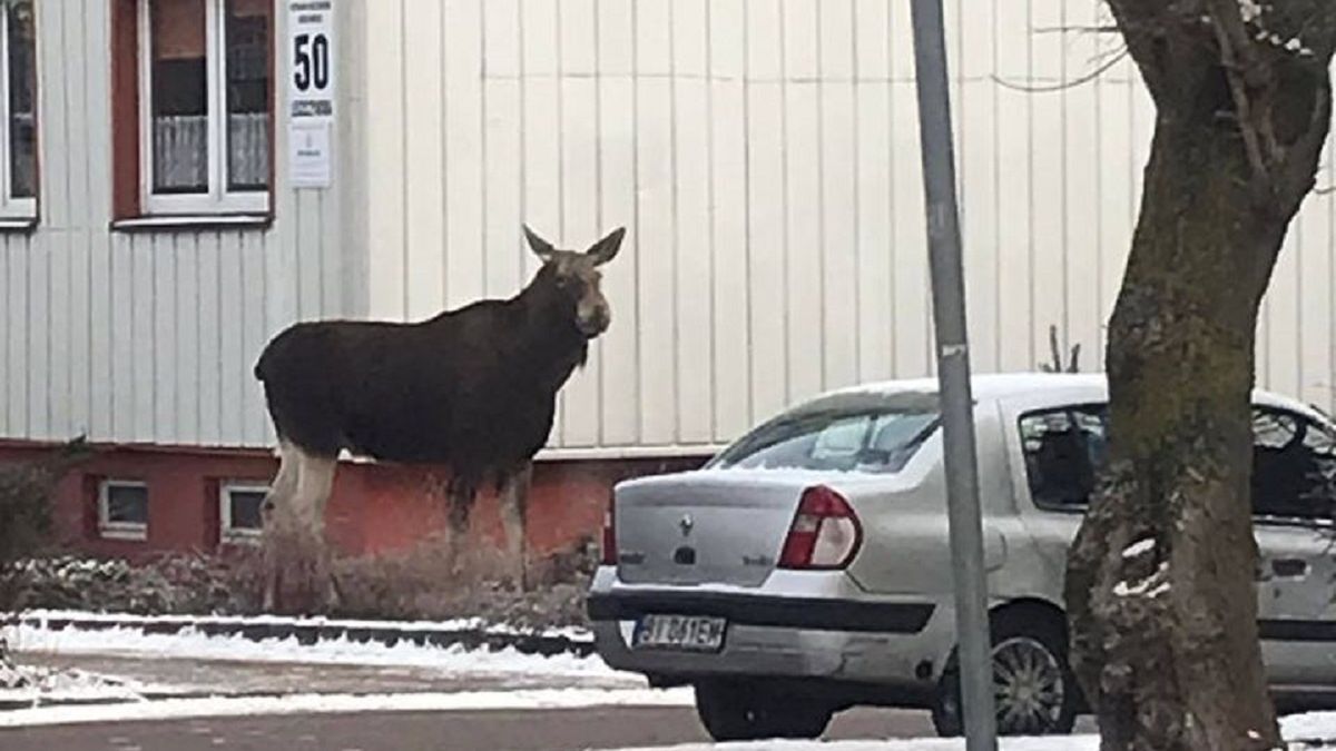 Łoś w Białymstoku 