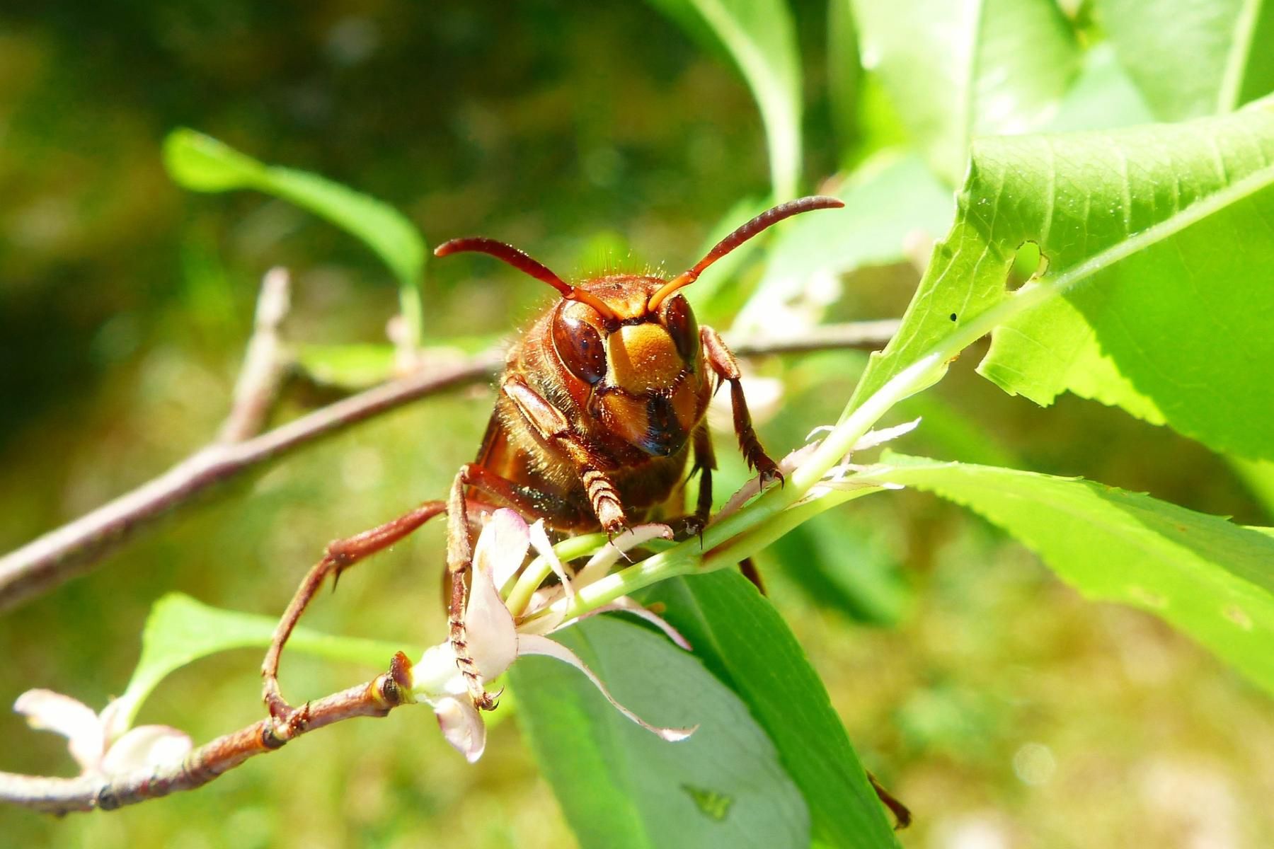Do najgroźniejszych zalicza się ukąszenia przez owady błonkoskrzydłe