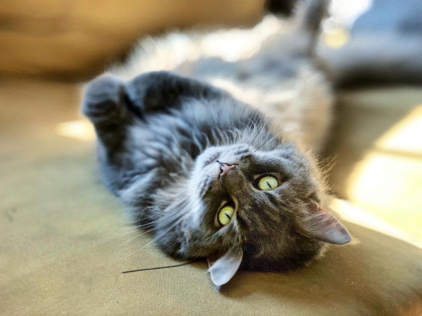 Sterylizacja kotki i kocura. Wszystko, co musisz wiedzieć