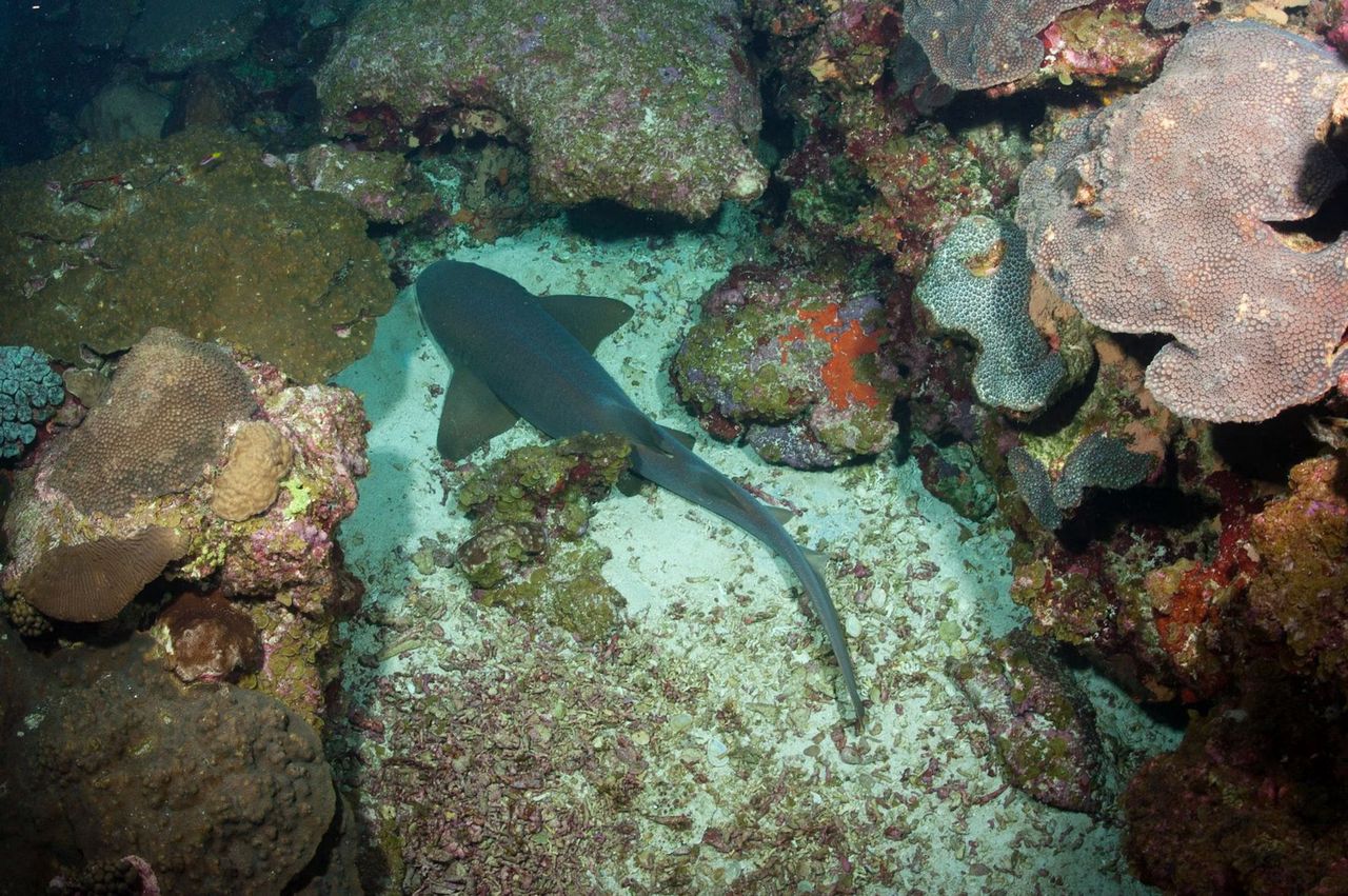 New elusive 'ghost shark' species discovered off New Zealand coast