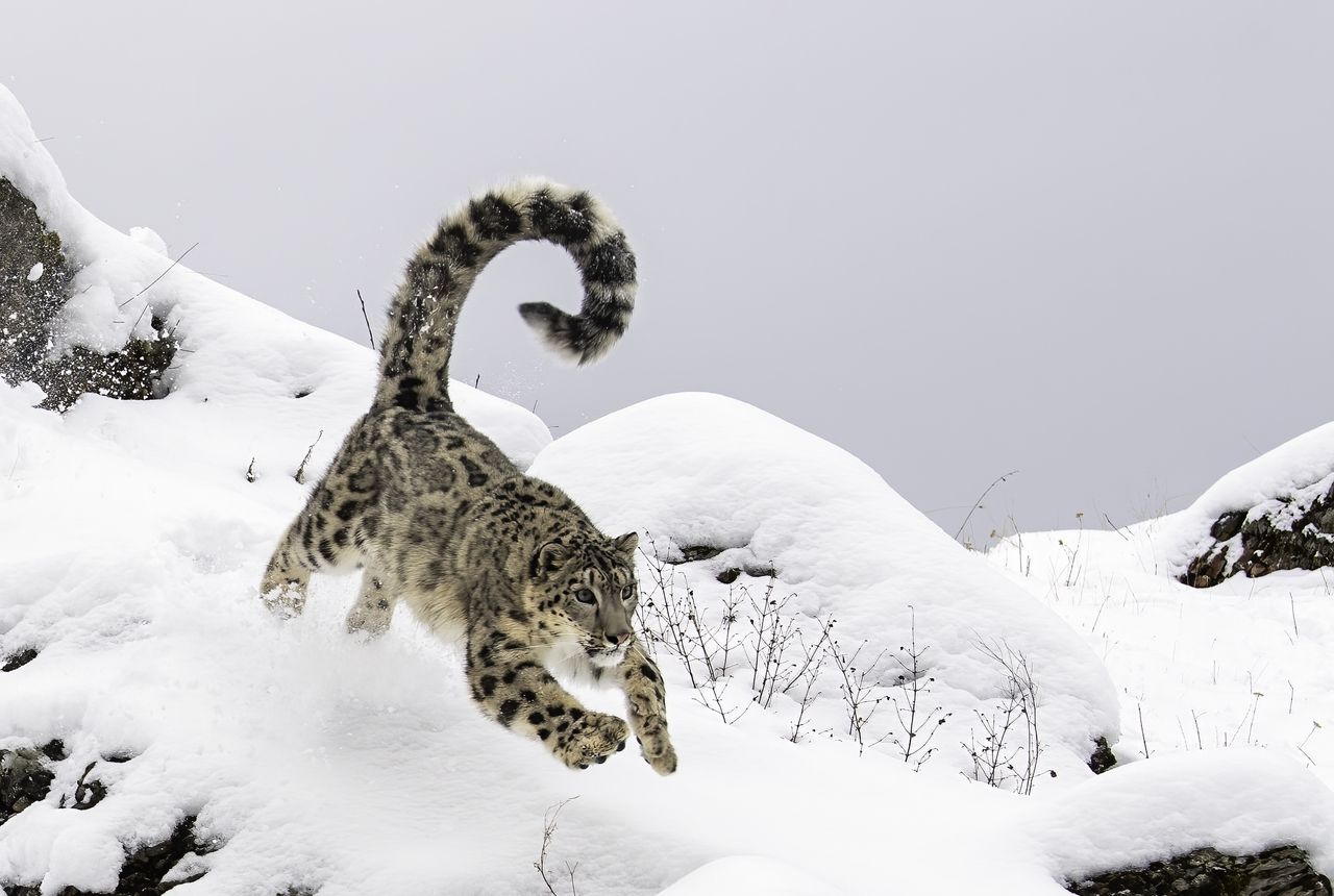 Snow leopards roamed ancient Portugal, fossils reveal