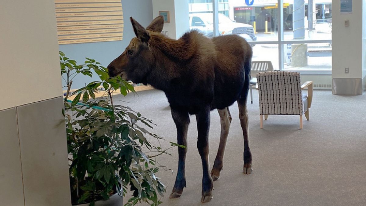 Łoś wszedł do szpitala na przekąskę.