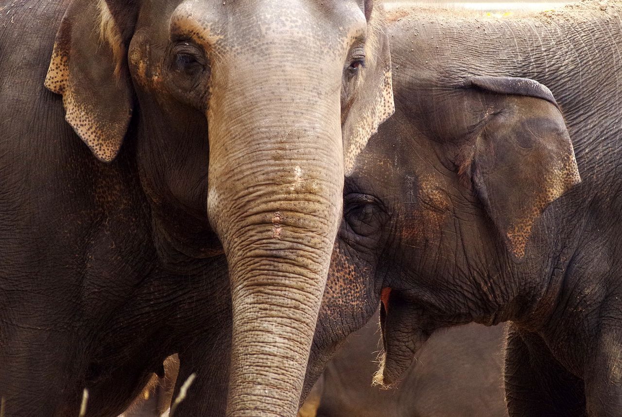 Nowy system pomoże chronić słonie