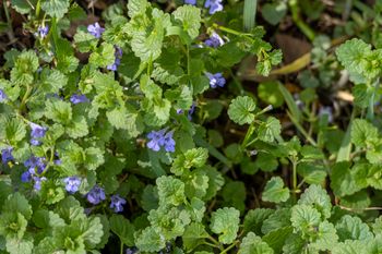 Polacy traktują jak chwast, a jest smaczniejszy od rukoli. Zamiast deptać, zrywam do sałatki