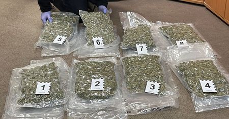 "Hiszpański prezent z marihuaną – KAS w Łodzi przechwyciła prawie 13 kg suszu wartego ponad 635 tys. zł"