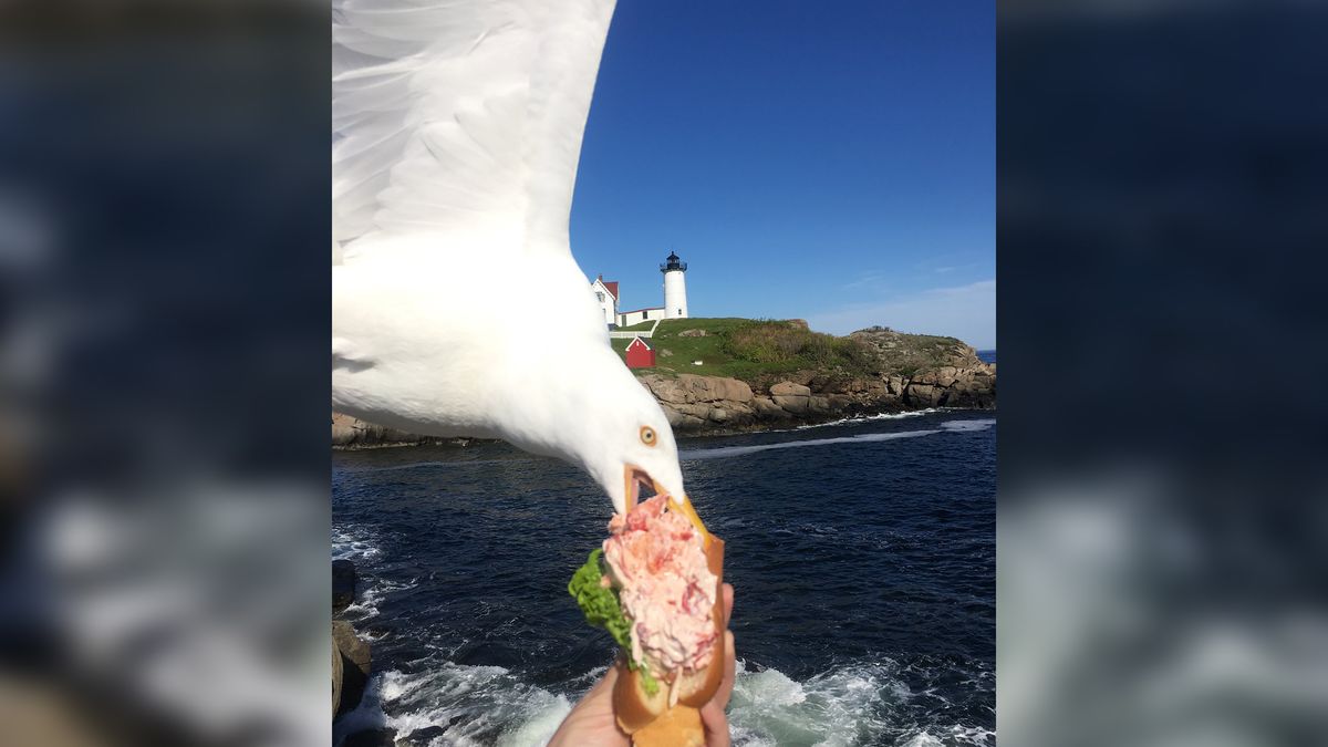 Idealne wyczucie czasu. Zrobiła zdjęcie, gdy mewa wyrwała jej kanapkę 1