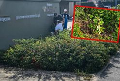 Wycieli drzewa, by odsłonić reklamy? Sprawa trafiła na policję