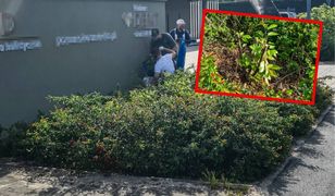 Wycieli drzewa, by odsłonić reklamy? Sprawa trafiła na policję