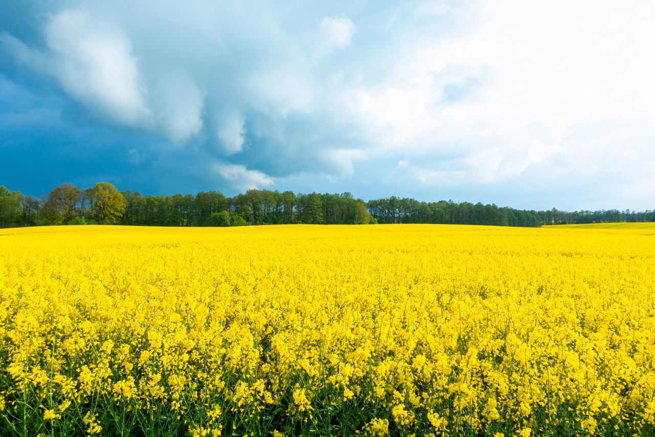 Polski rolnik ma więcej hektarów niż rok temu. Najnowsze dane ARiMR