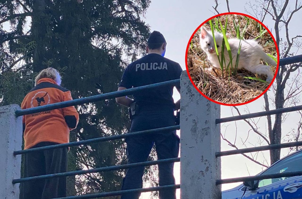 1000 zł za wskazanie sprawcy. 4 małe kotki wrzucone do rzeki