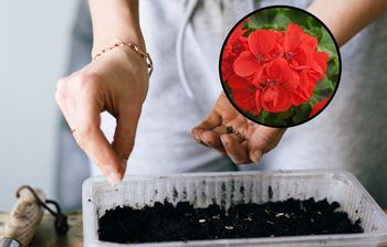 Kiedy siać pelargonie? Nie przegap terminu, jeśli chcesz, by zakwitły latem