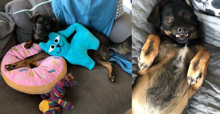 #AdoptujŚwiadomie. Sprawdzamy, co u Kargula, który dzięki akcji Pudelka znalazł nowy dom!