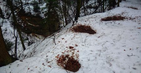 "Wygrzane placki" w lesie? Tajemnica rozwikłana