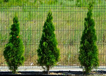 Jak daleko od płotu sadzić tuje? Przepisy nie pozostawiają złudzeń