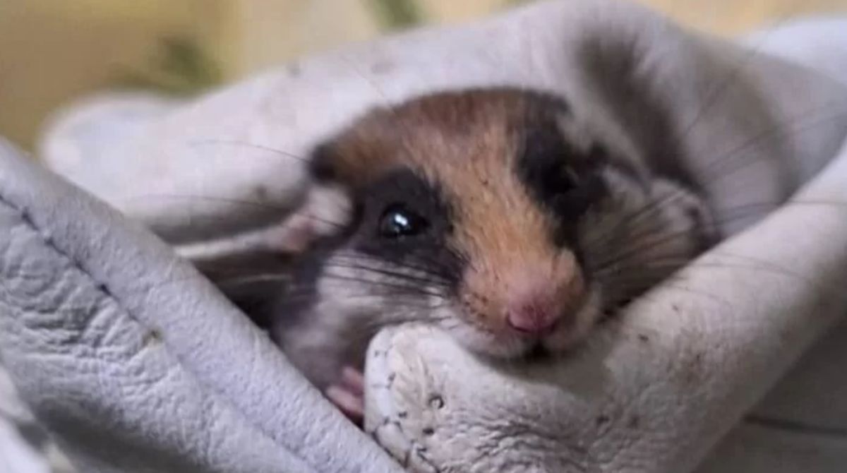 Jak żołędnica europejska trafiła do Zoo Poznań?
