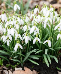 Pogoda. Kiedy przyjdzie wiosna? Przed nami jeszcze mały atak zimy