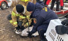 Warszawa. Ekopatrol ocalił łabędzia od śmierci