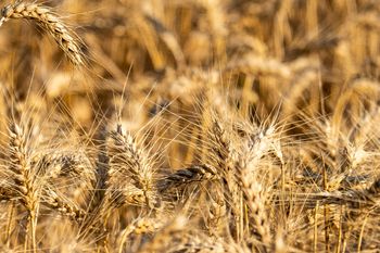 Europa traci miliony ton zbóż. Rekordowe upały uderzyły w rolnictwo