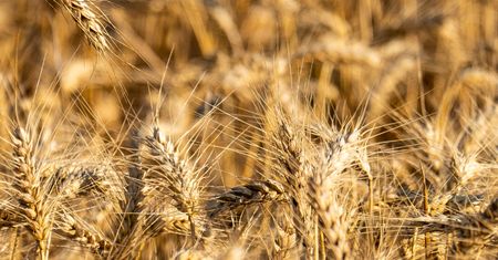 Europa traci miliony ton zbóż. Rekordowe upały uderzyły w rolnictwo